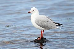 Silver Gull